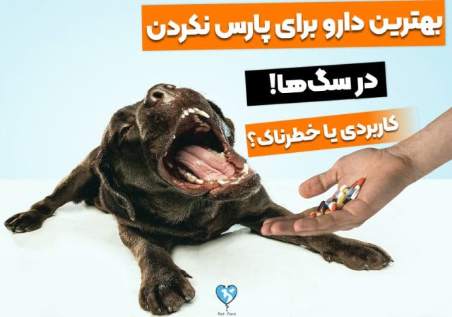 5 تا دارو برای پارس نکردن سگ! خطرناک یا کاربردی؟