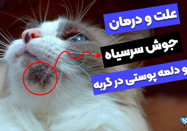 سیر تا پیاز جوش و دلمه پوستی در گربه؛ علائم و دلایل!