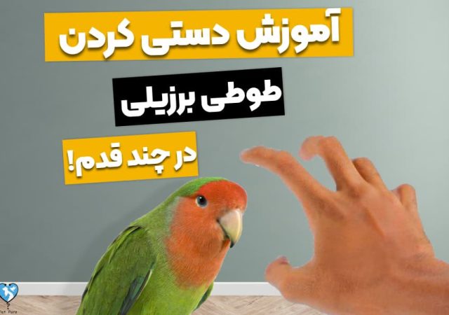 چگونه طوطی برزیلی را دستی کنیم؟ تنها در 9 قدم اهلیش کن!