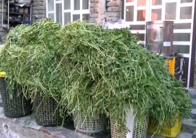 بانویی که مزرعه را کارخانه کرد!