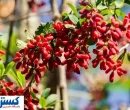 بورس زرشک و عناب راه اندازی می شود