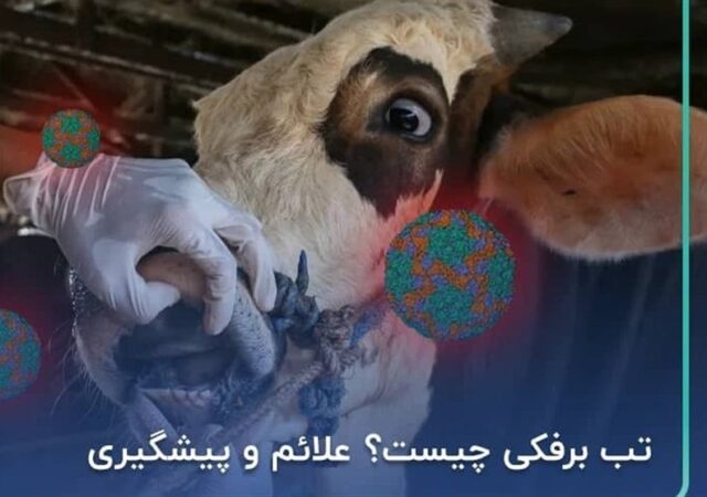 خسارت تب برفکی دامدارانی که بیمه باشند پرداخت می‌شود