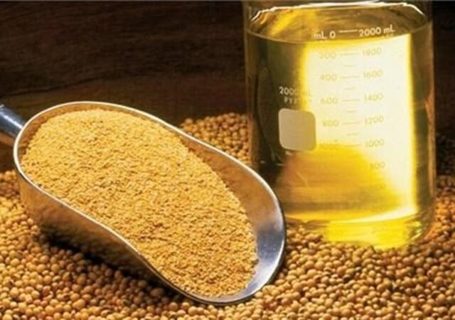 پیش بینی تولید 400 هزار تن دانه‌های روغنی