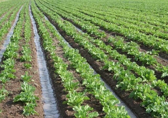 13.5 میلیون هکتار از اراضی کشور رفع تداخل شد