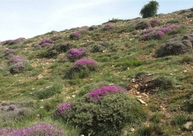 تشدید نظارت بر مراتع با افزایش قیمت خوراک دام