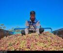 رشد ۸۰ درصدی صادرات پسته ایران