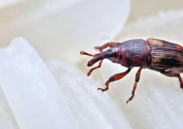 روش قطعی برای از بین بردن سوسک برنج در خانه