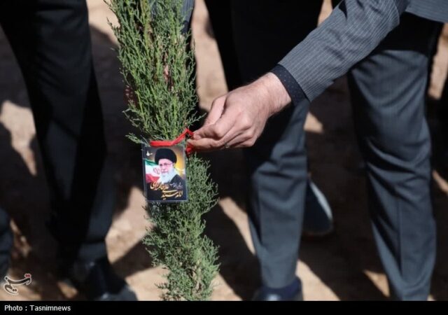 9 میلیون اصله نهال در طرح پویش سرو ایرانی کاشته شد