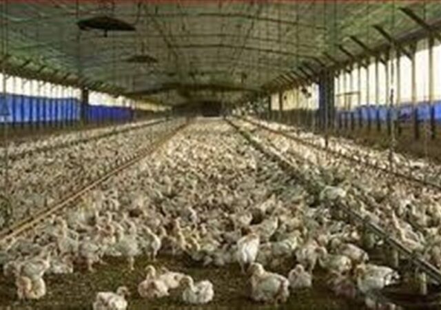 آغاز ارائه تسهیلات نقدی به تولیدکنندگان دام و طیور خرد از امروز