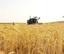 آغاز خرید تضمینی گندم با پرداخت علی الحساب