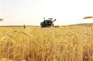 جدید ترین برآورد حاکی از تولید 13 میلیون تن گندم در کشور است