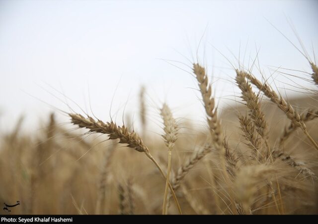 ارز واردات گندم دوباره 28500 تومان شد