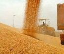 خودکفایی گندم امسال قطعی شد