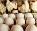 صادرات تخم مرغ ممنوع شد