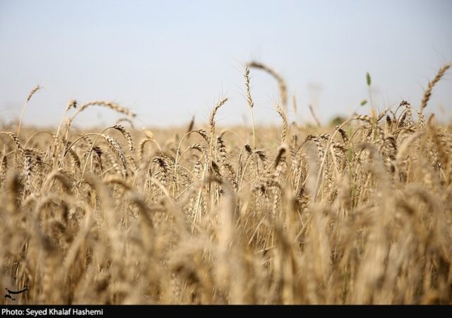 طرح اعتباری گندم برای کاهش فشار مالی گندمکاران اجرا شد