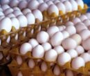 قیمت هر کیلو تخم‌مرغ چند شد؟/نرخ جدید درب مرغداری اعلام شد