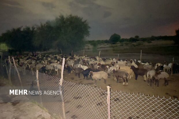 نجات ۲ دامدار و ۴۰۰ راس گوسفند از سیلاب رودخانه دز
