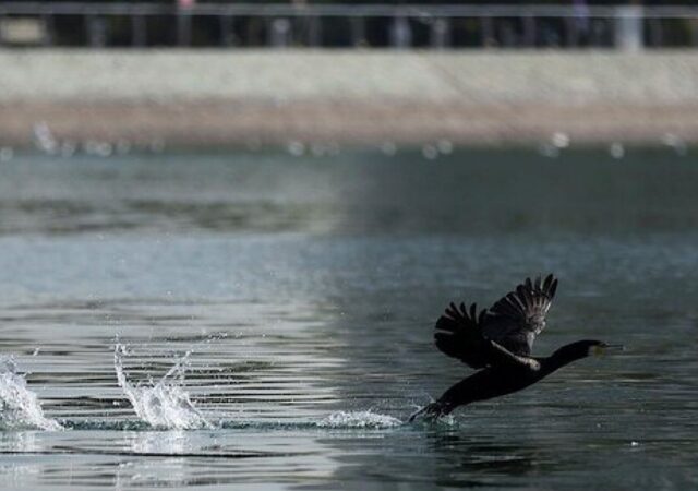 هجوم «پشه‌های یک‌روزه» به چیتگر/ ماجرا چیست؟