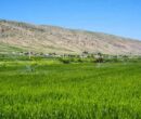 کریمی: ۱۸ هزار هکتار از اراضی سامانه گرمسیری به بهره‌برداری رسید