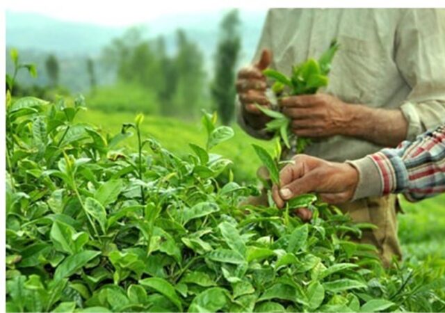 600 میلیارد تومان از مطالبات چایکاران پرداخت شد