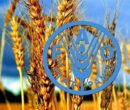 بدون تنوع زیستی، تولید غذا با خطر جدی مواجه است