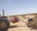 ملخ‌های بومی برای تولید خوراک طیور و آبزیان جارو می‌شوند