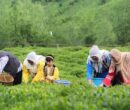 هر خانوار ایرانی سالانه چقدر «چای» مصرف می‌کند؟