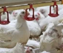 گذار ناقص به بازار آزاد؛ ریشه بحران نقدینگی و تلاطم در صنعت طیور