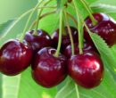 خواص گیلاس از نگاه طب سنتی