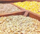 واردات 23 میلیون تن کالای اساسی در سال/پیامد خرید نهاده دامی از آمریکا