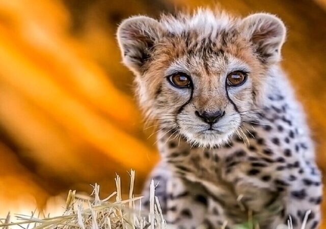 چرا سرنوشت هر توله یوز ایرانی خبرساز می‌شود؟