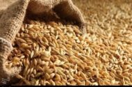 نرخ مصوب گندم صنف و صنعت 53 هزار تومان تعیین شد