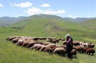 افزایش تولید دام سبک و گوشت قرمز دامداران عشایری