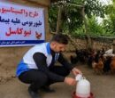 طیور بومی استان تهران علیه نیوکاسل رایگان واکسینه شدند