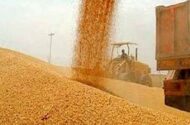 مجوز واردات گندم صنف و صنعت صادر شد