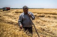 نقدی بر روند پرداخت مطالبات گندم‌کاران در 6 ماهه امسال